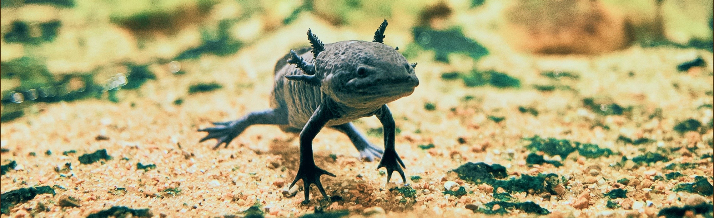A live axolotl in the shallows of Lake Xochimilco